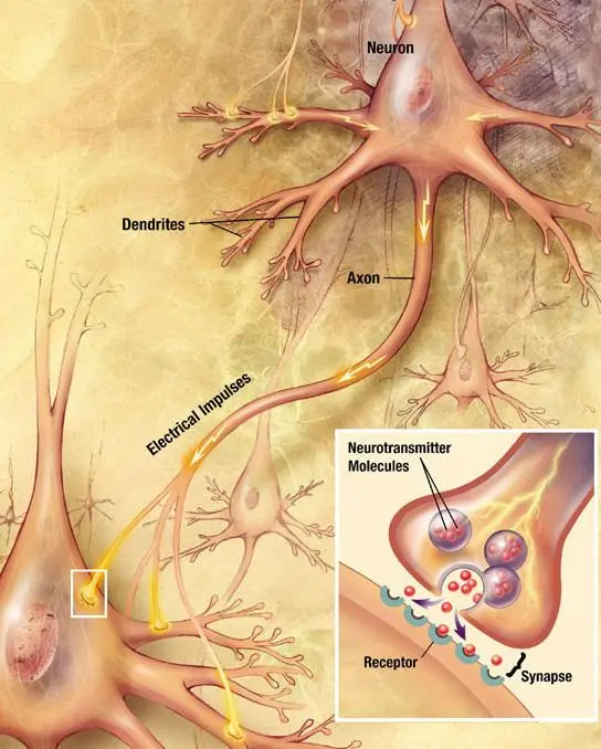 Biological neuron